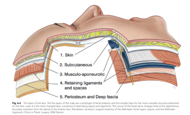 What is the SMAS layer? – The essential facial structure you must know before considering a facelift.What is the SMAS layer? – The essential facial structure you must know before considering a facelift.